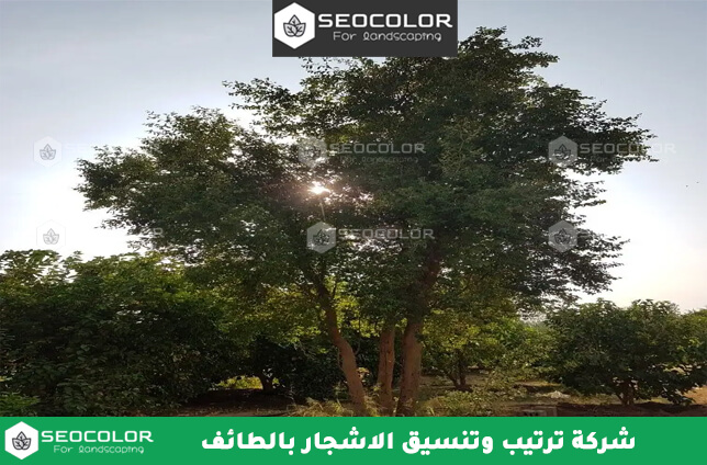 شركة ترتيب وتنسيق الاشجار بالطائف